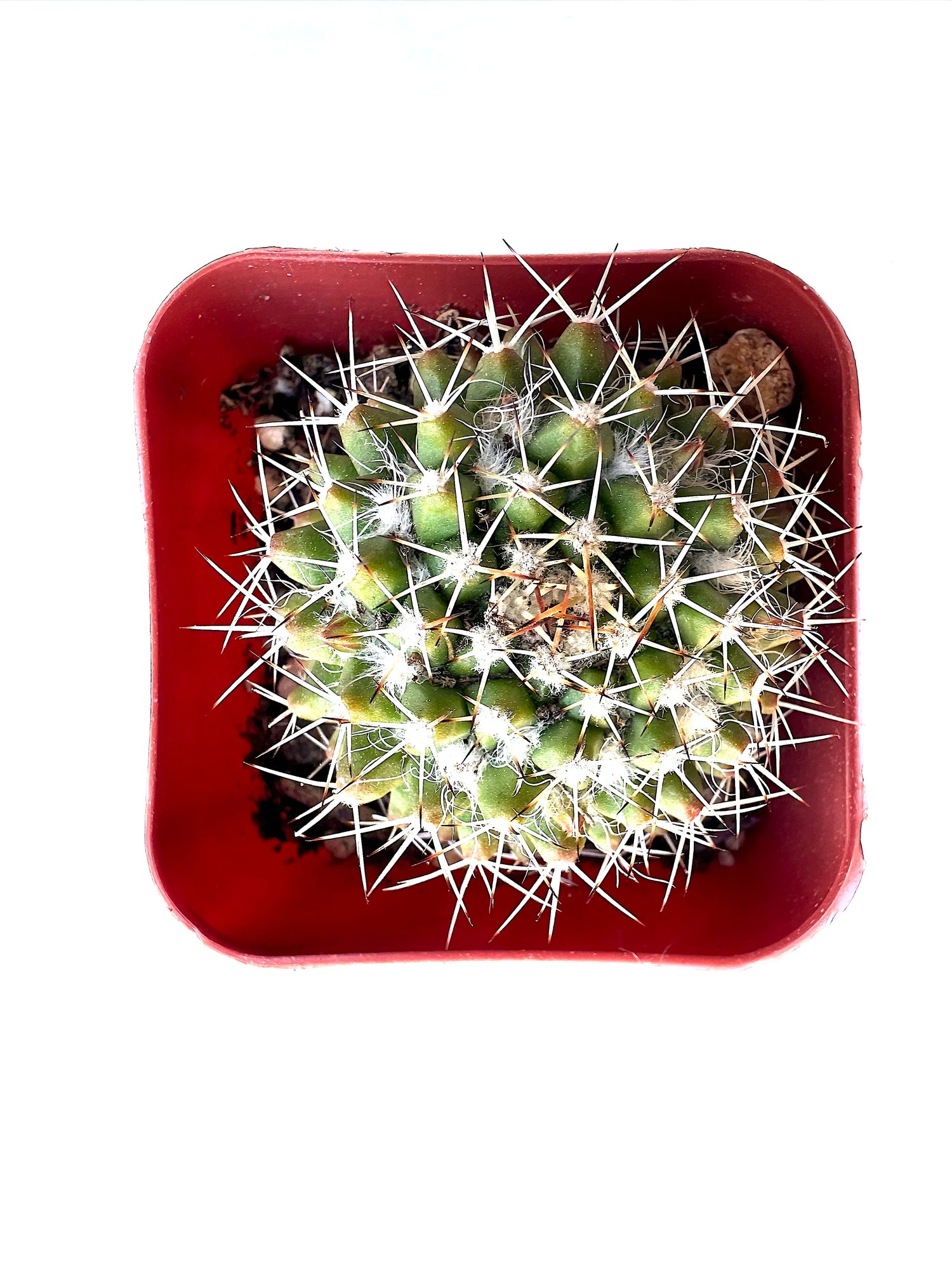 Cactus-SEAH