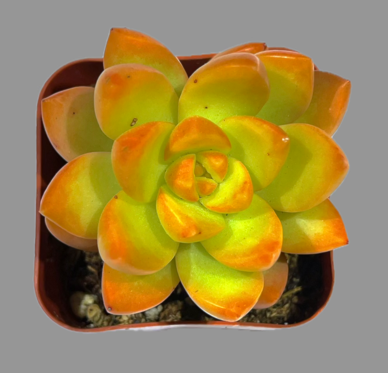 Succulents-SEAH