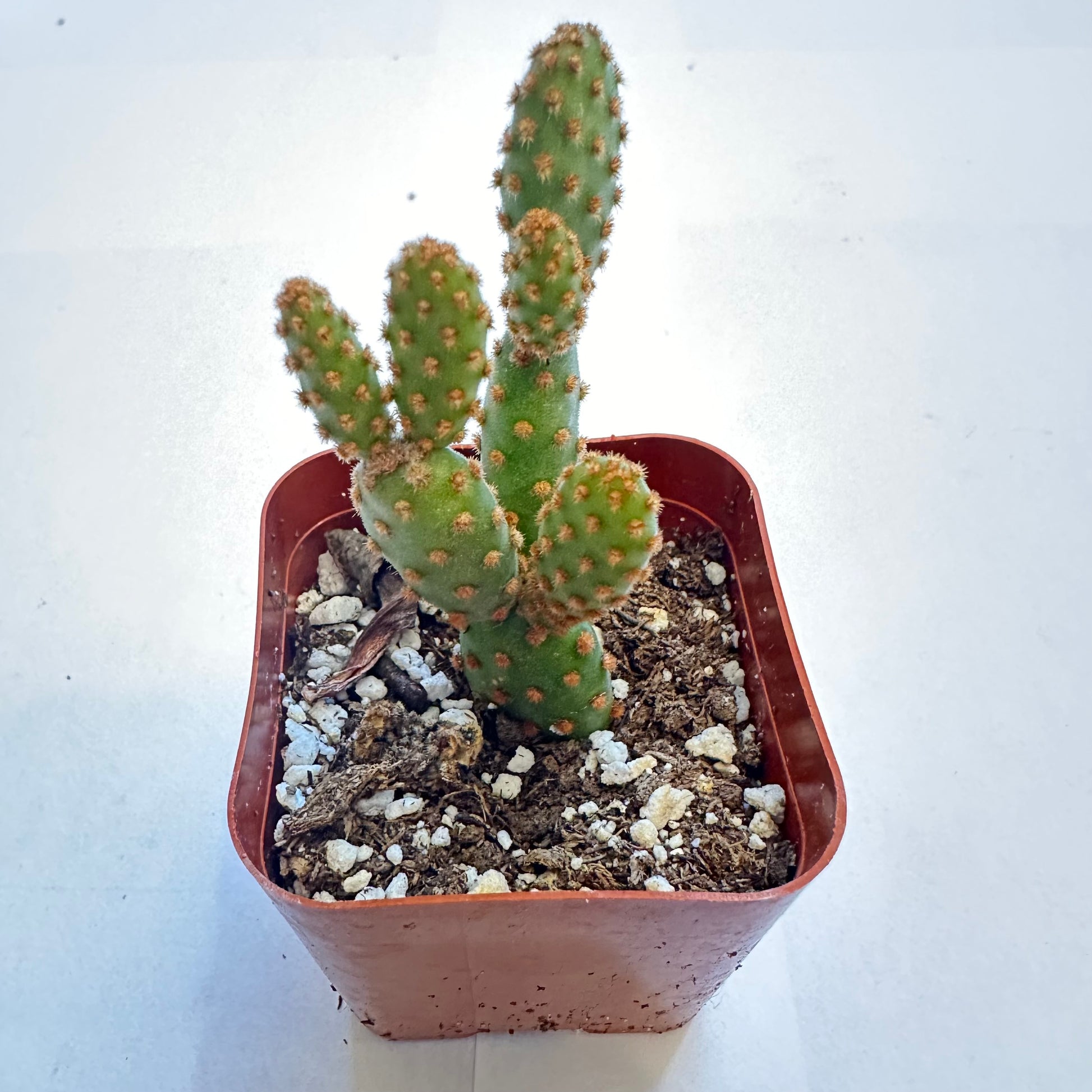 6-set cactus-SEAH