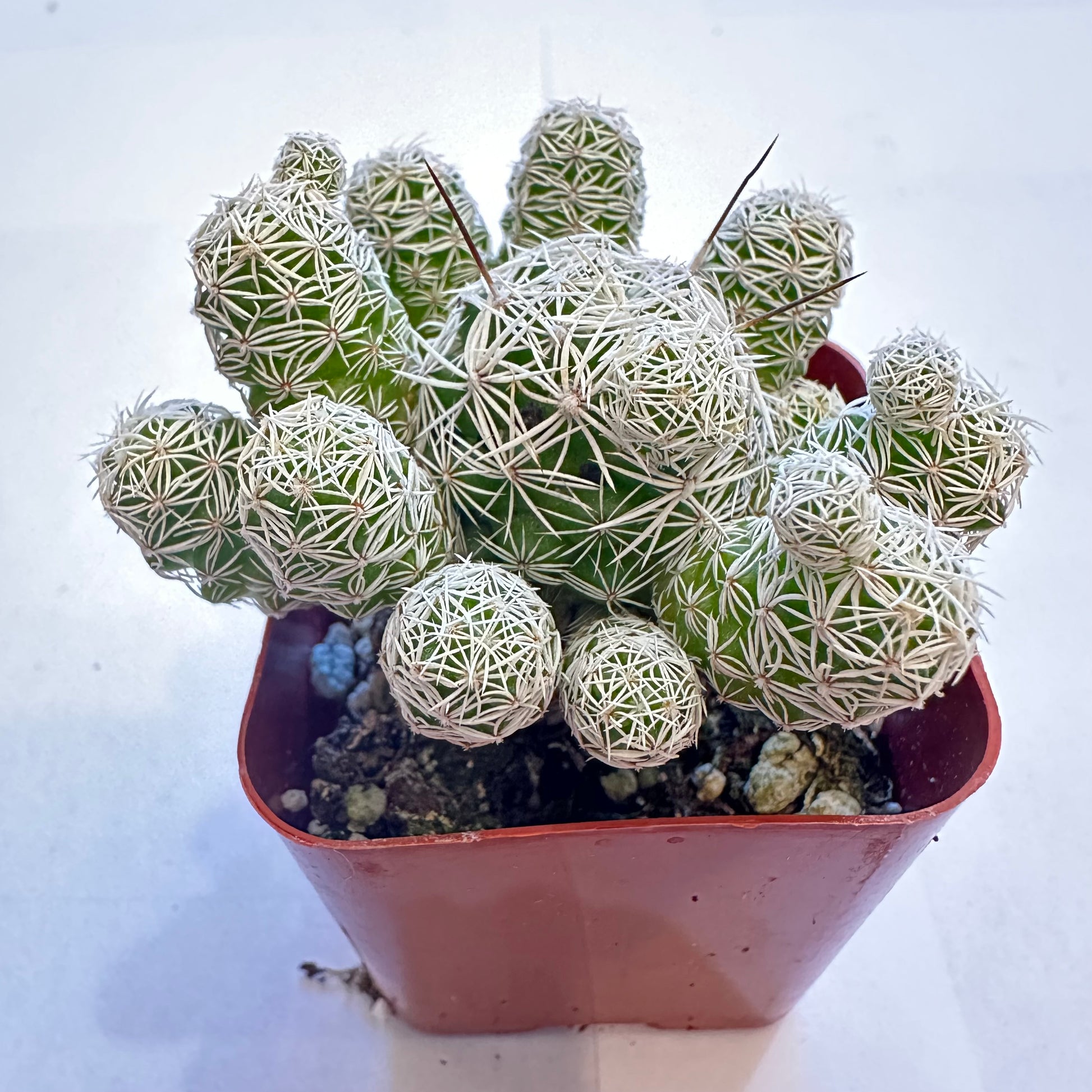 6-set cactus-SEAH