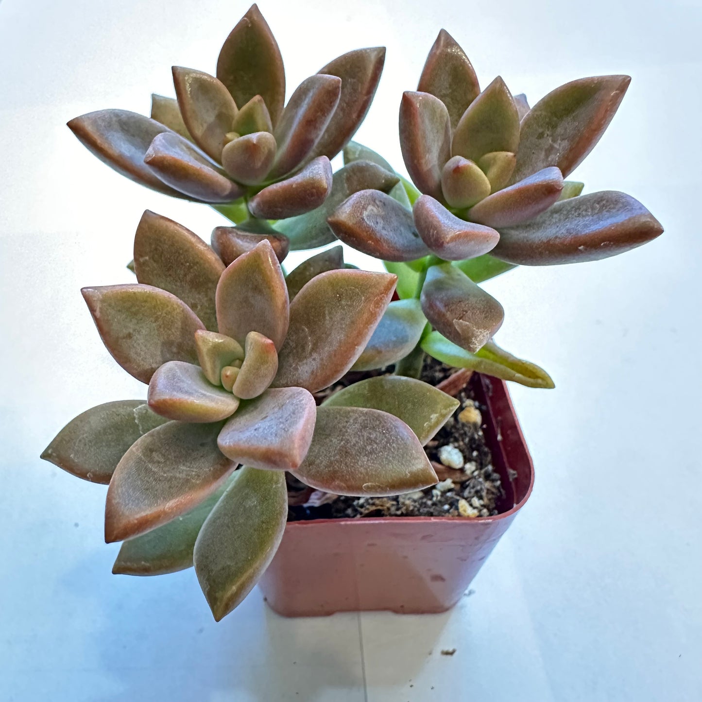 Succulents-Sets-12