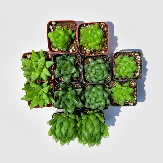 12 Pack Assorted Haworthia Succulents