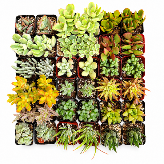 36 Pack Assorted Mini Succulents