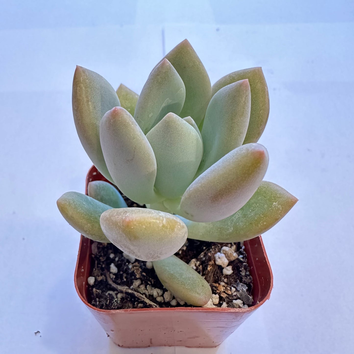 Succulents-Sets-12