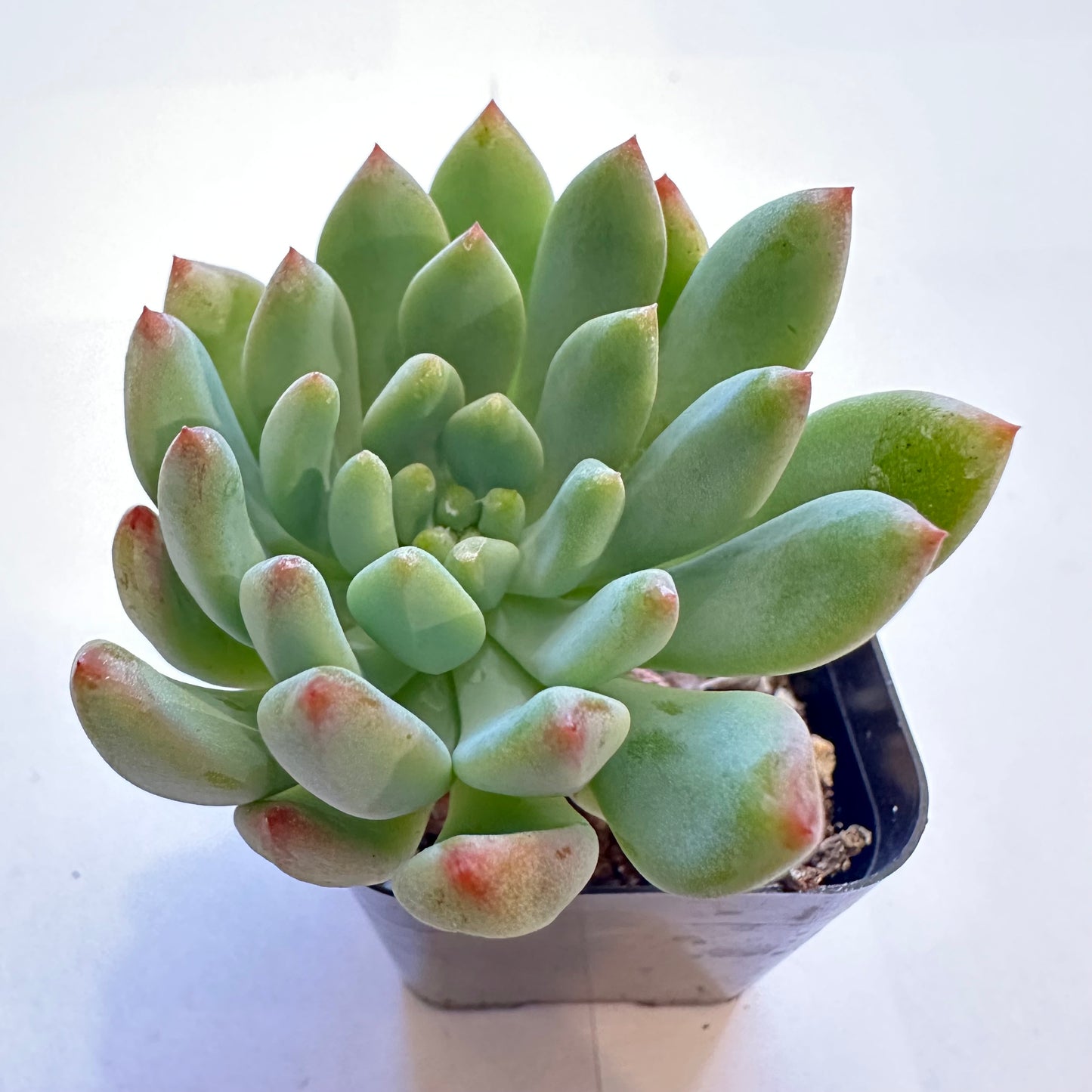 Succulents-Sets-12