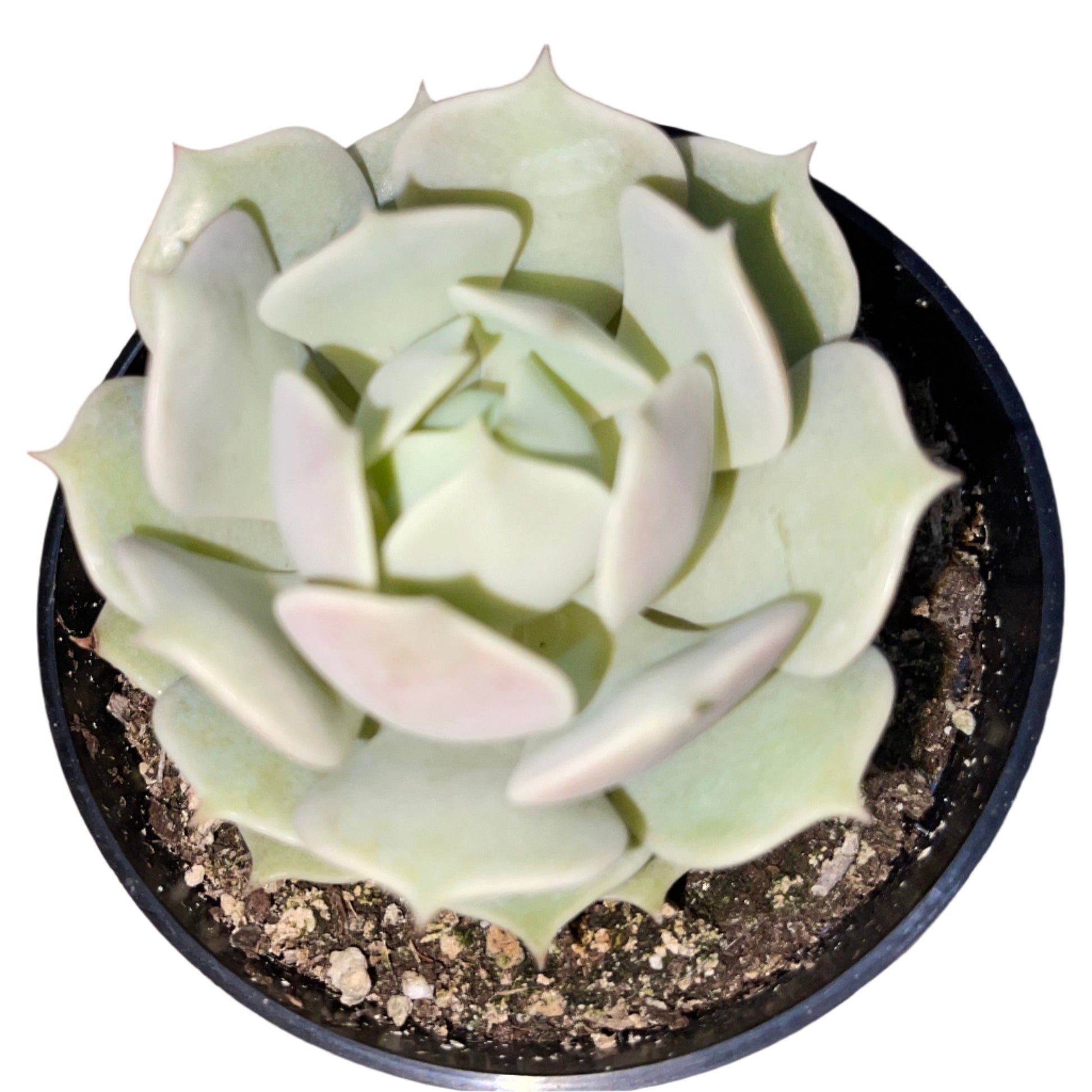Echeveria - Lola-SEAH