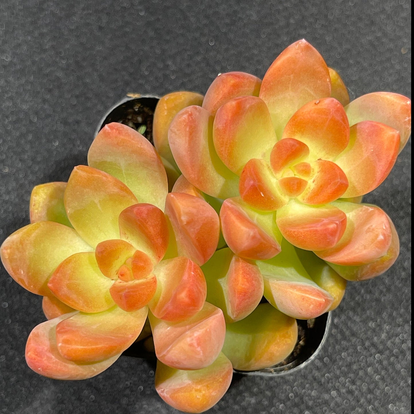 Sedum adolphi - Golden Glow-SEAH