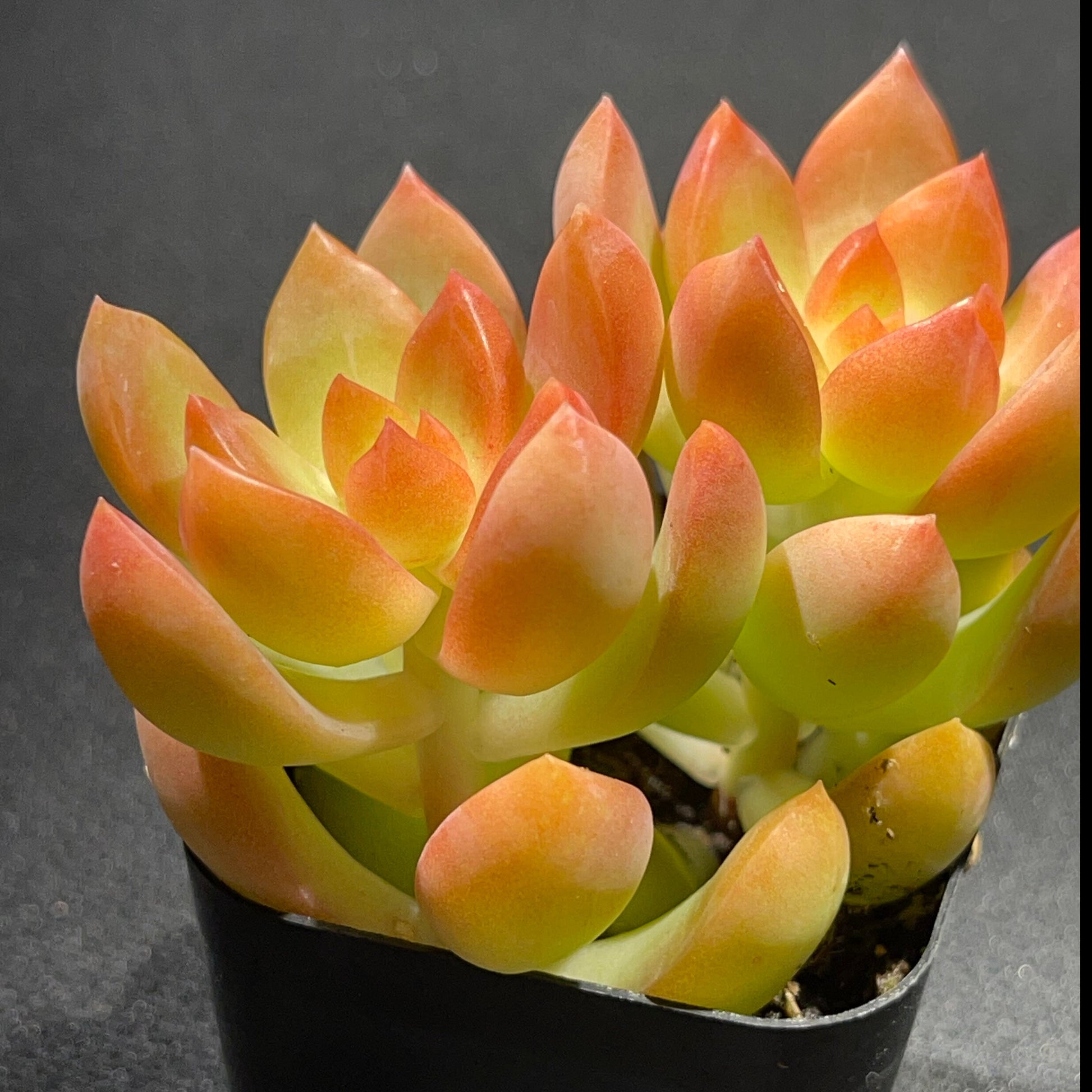 Sedum adolphi - Golden Glow-SEAH