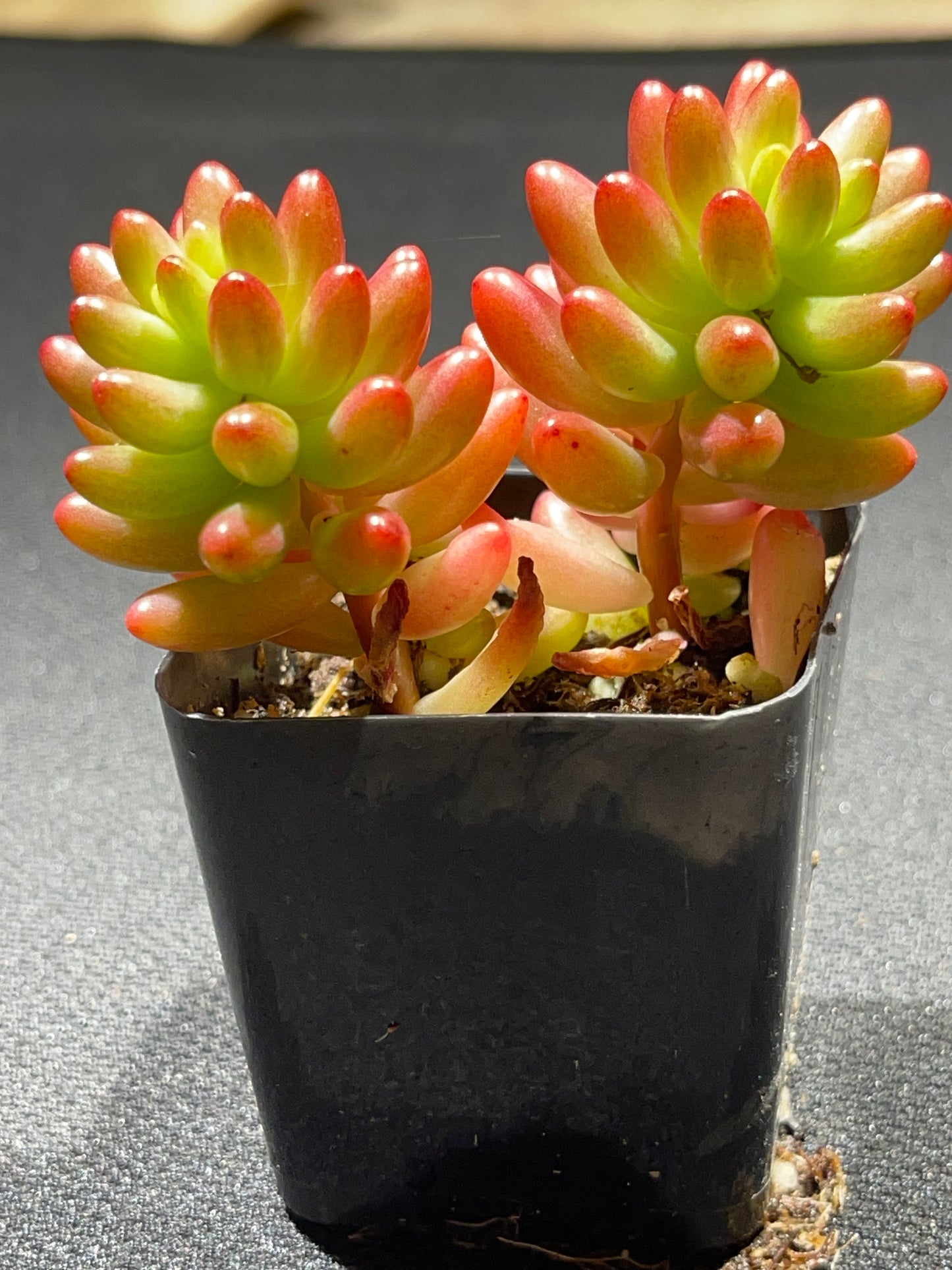 Sedum rubrotinctum - Pink Jelly Bean-SEAH