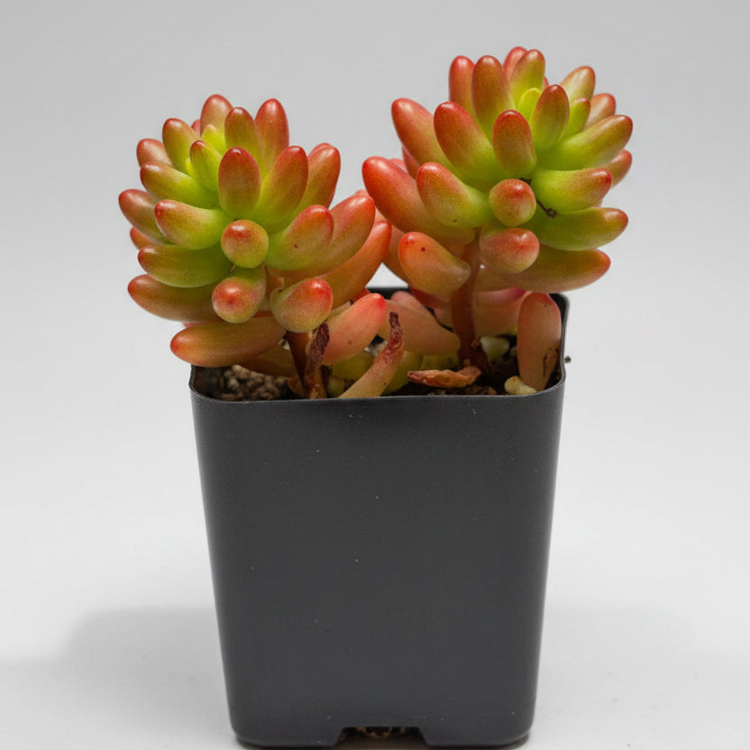Pink Jelly Bean Sedum (Sedum rubrotinctum) live succulent plant