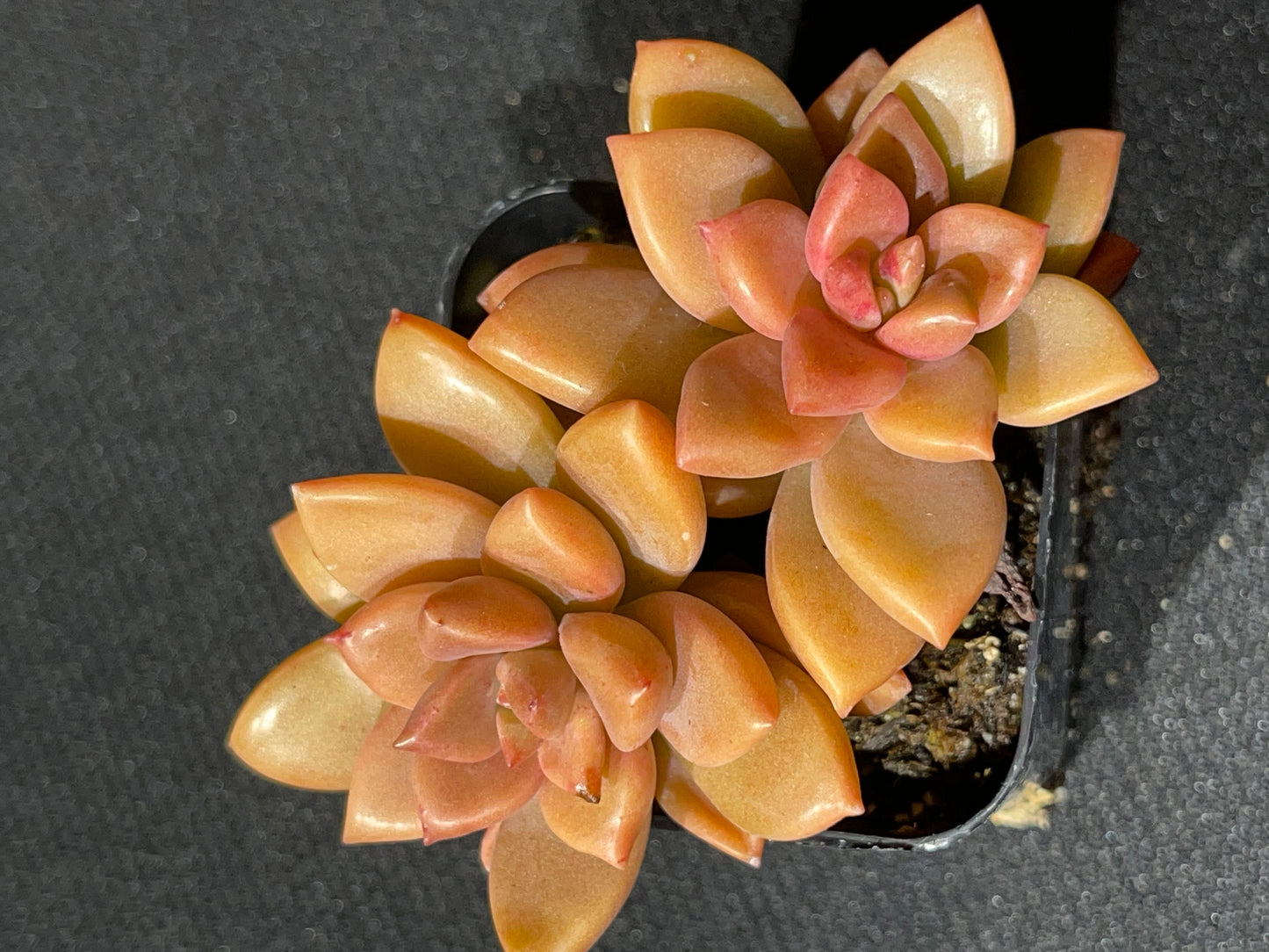 Graptosedum - Alpenglow-SEAH