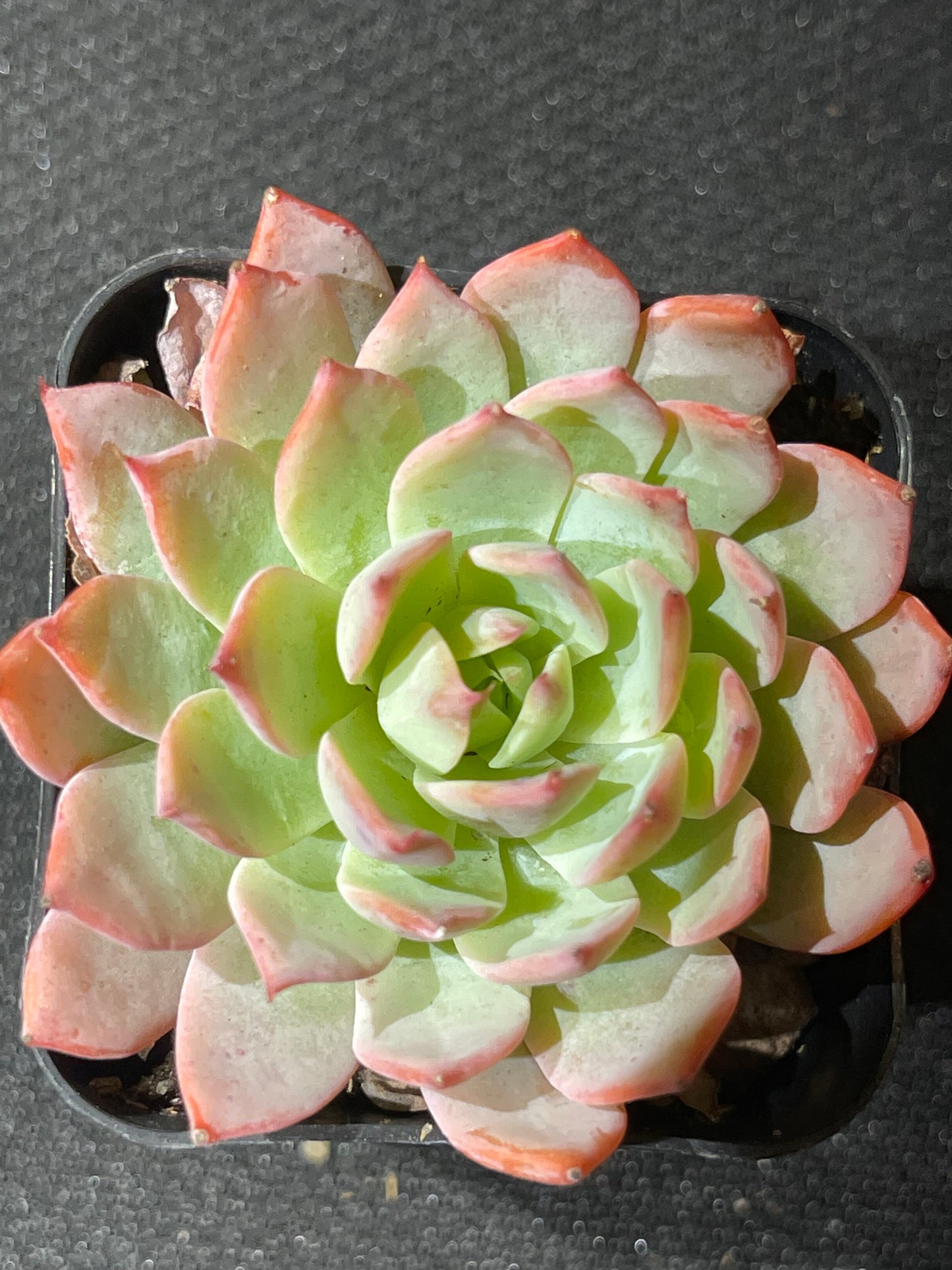 Echeveria - Red Dragon-SEAH