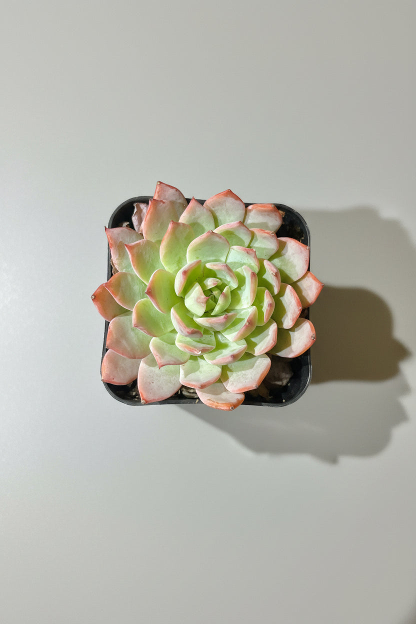 Red Dragon Echeveria (Echeveria 'Red Dragon') live succulent plant