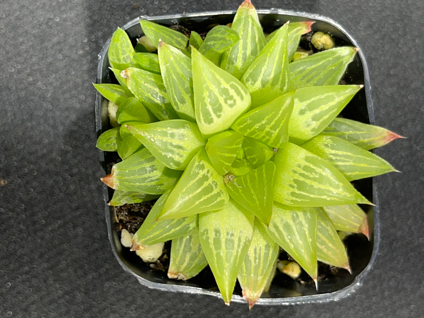 Haworthia retusa f. geraldii - Star Cactus-SEAH