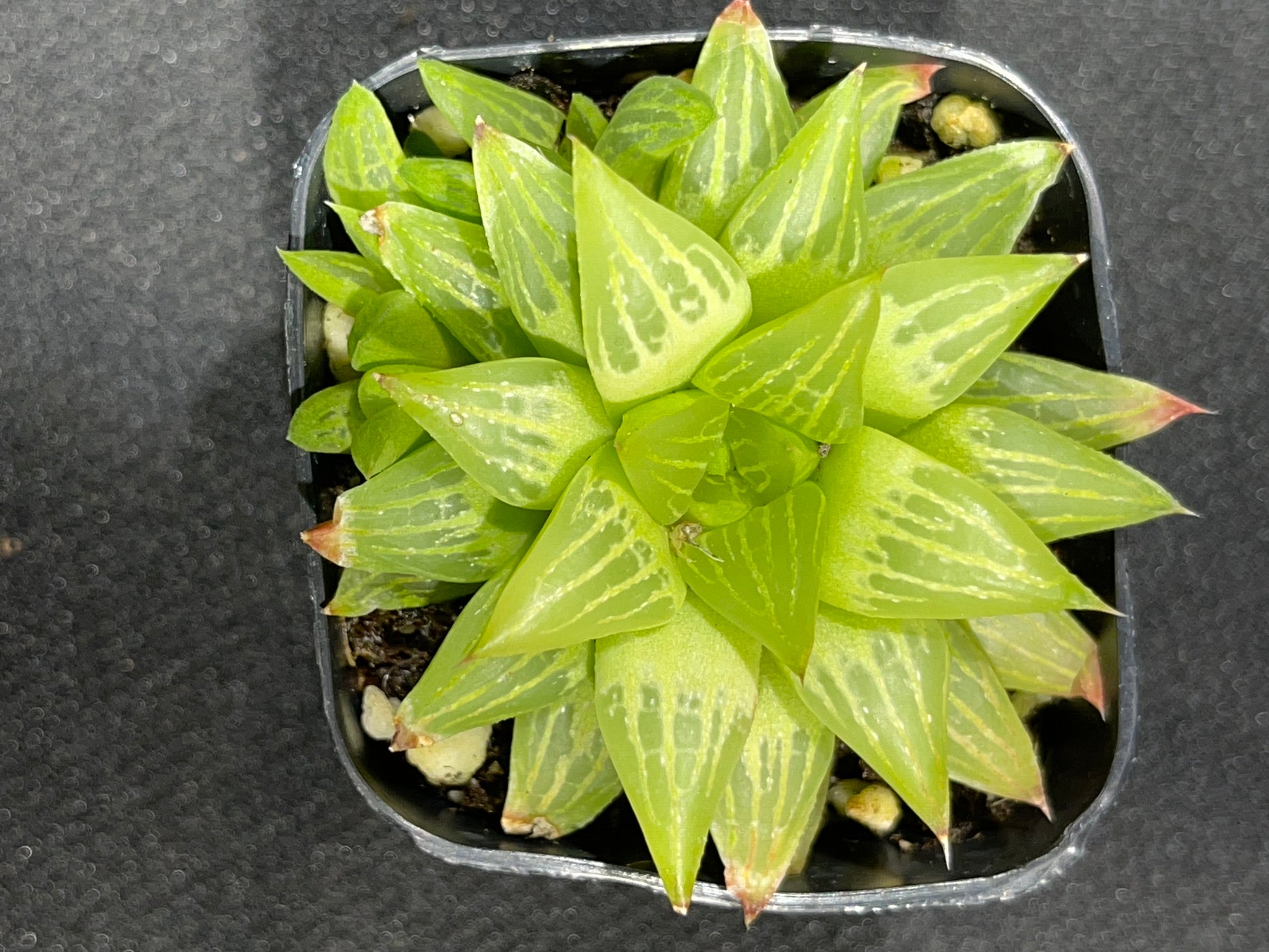 Haworthia retusa f. geraldii - Star Cactus-SEAH