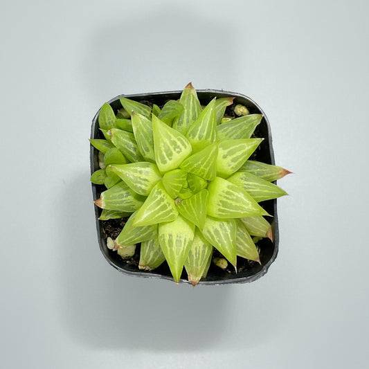 Star Cactus Haworthia (Haworthia retusa f. geraldii) live succulent plant