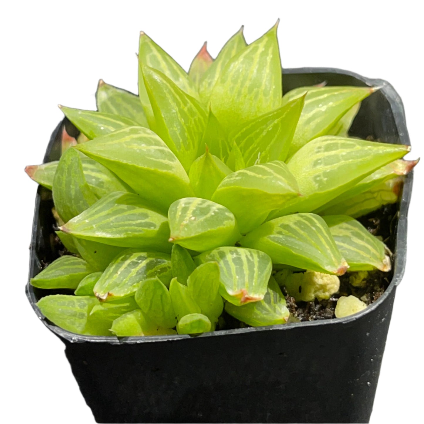 Haworthia retusa f. geraldii - Star Cactus-SEAH