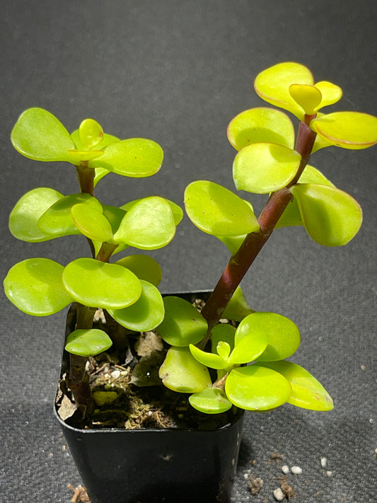 Portulacaria afra - Elephant Bush-SEAH