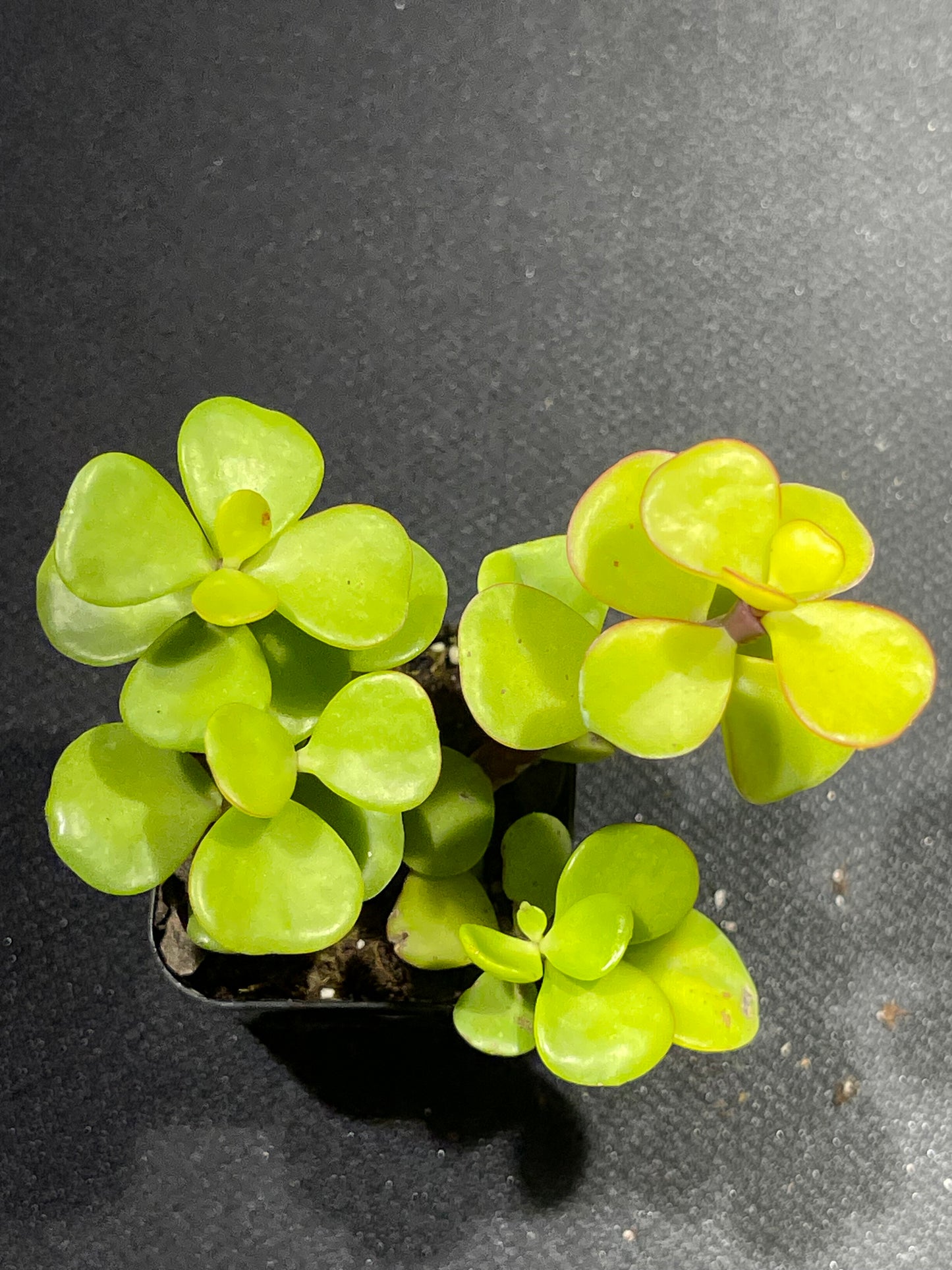 Portulacaria afra - Elephant Bush