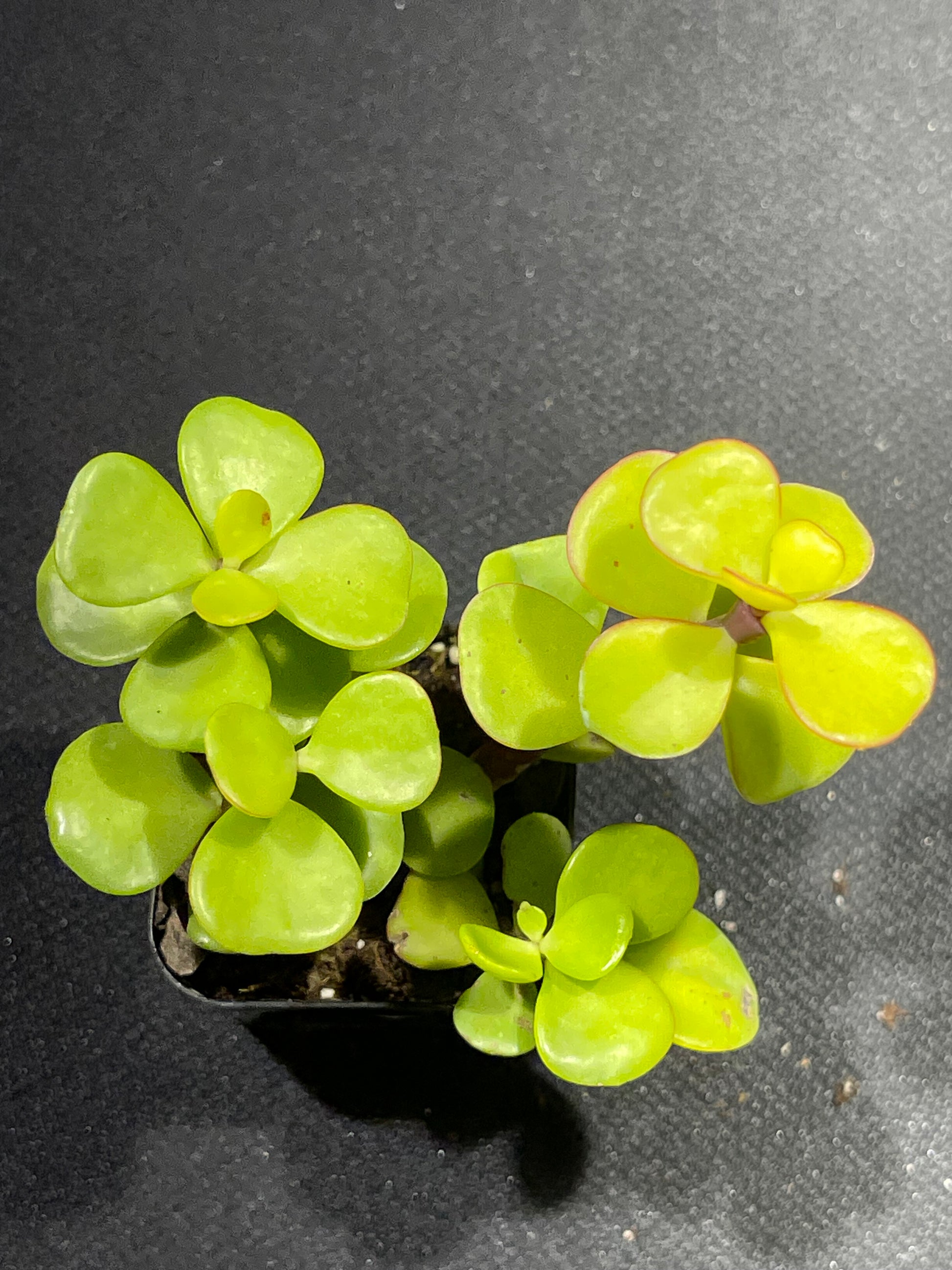 Portulacaria afra - Elephant Bush-SEAH
