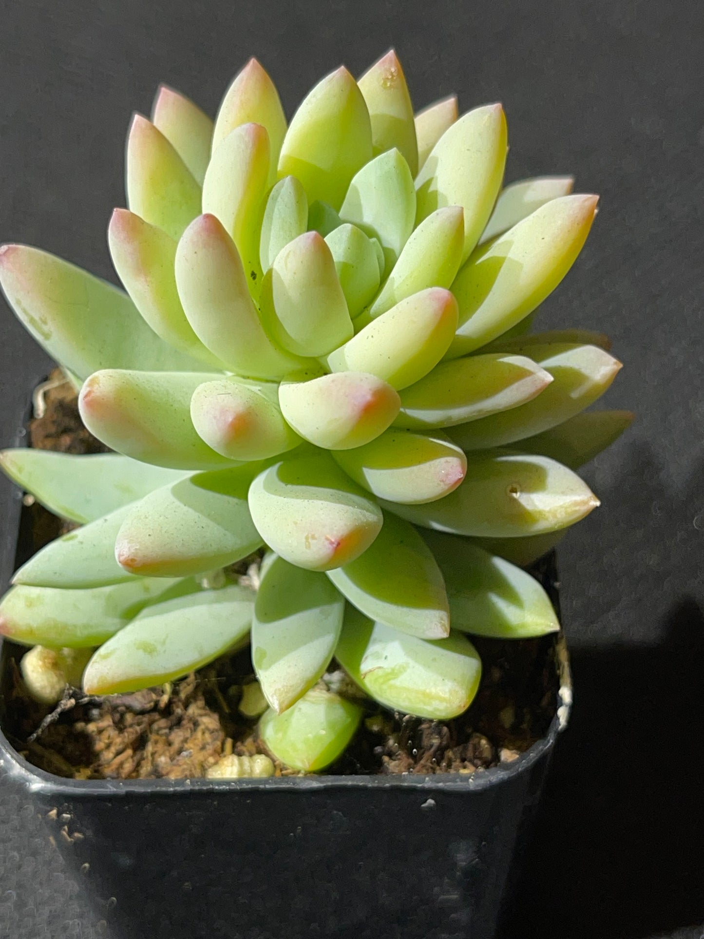 Sedeveria - Blue Burrito