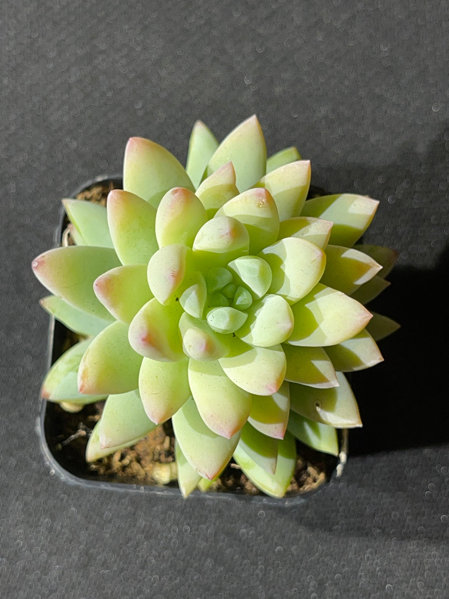 Sedeveria - Blue Burrito