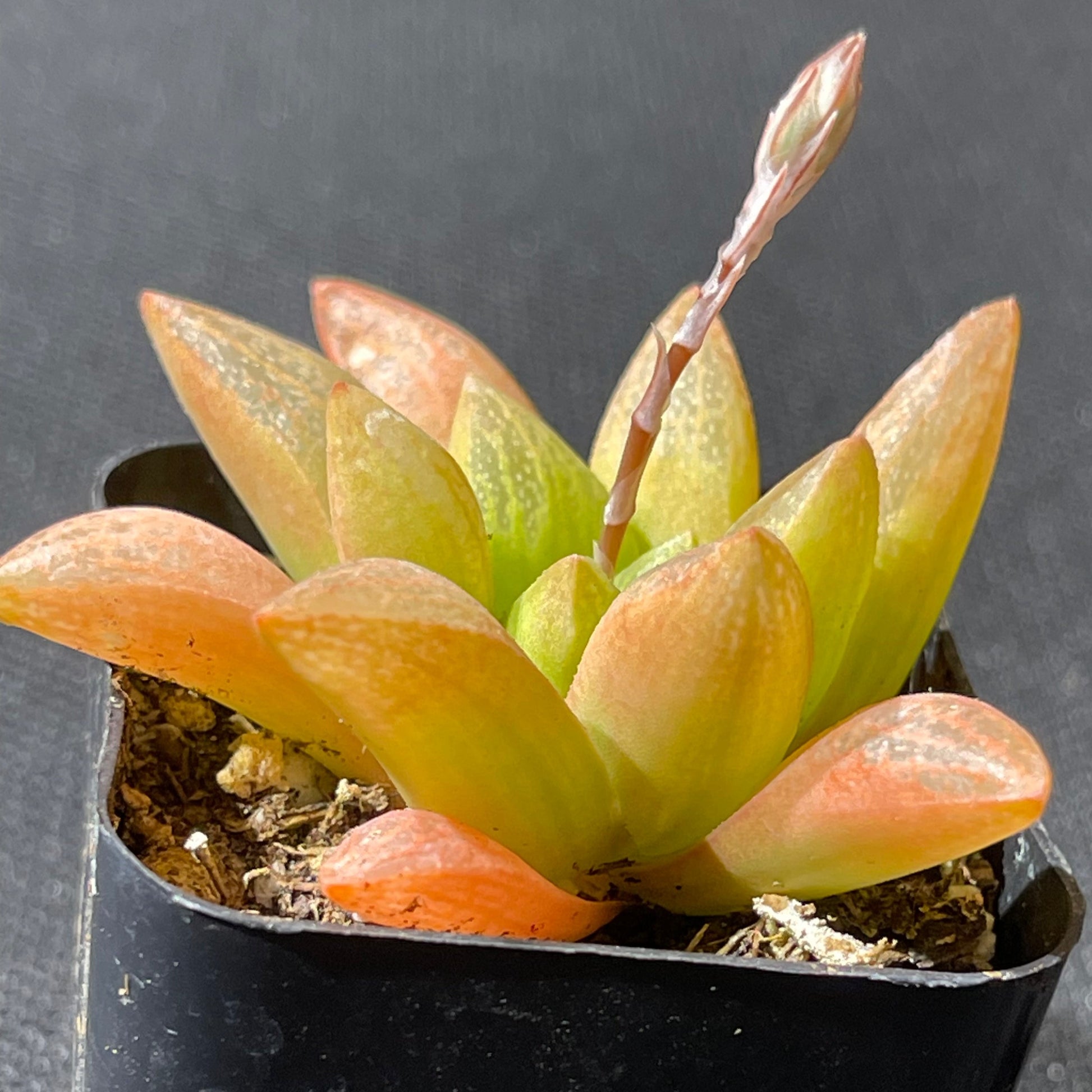 Haworthia turgida var. suberecta-SEAH