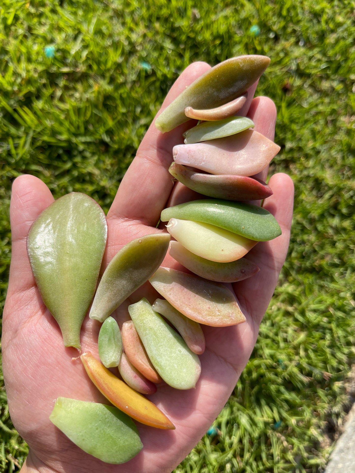 90 Succulent Leaves