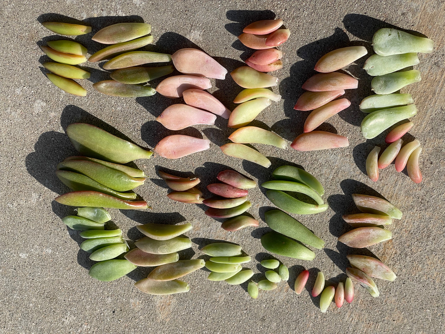 90 Succulent Leaves