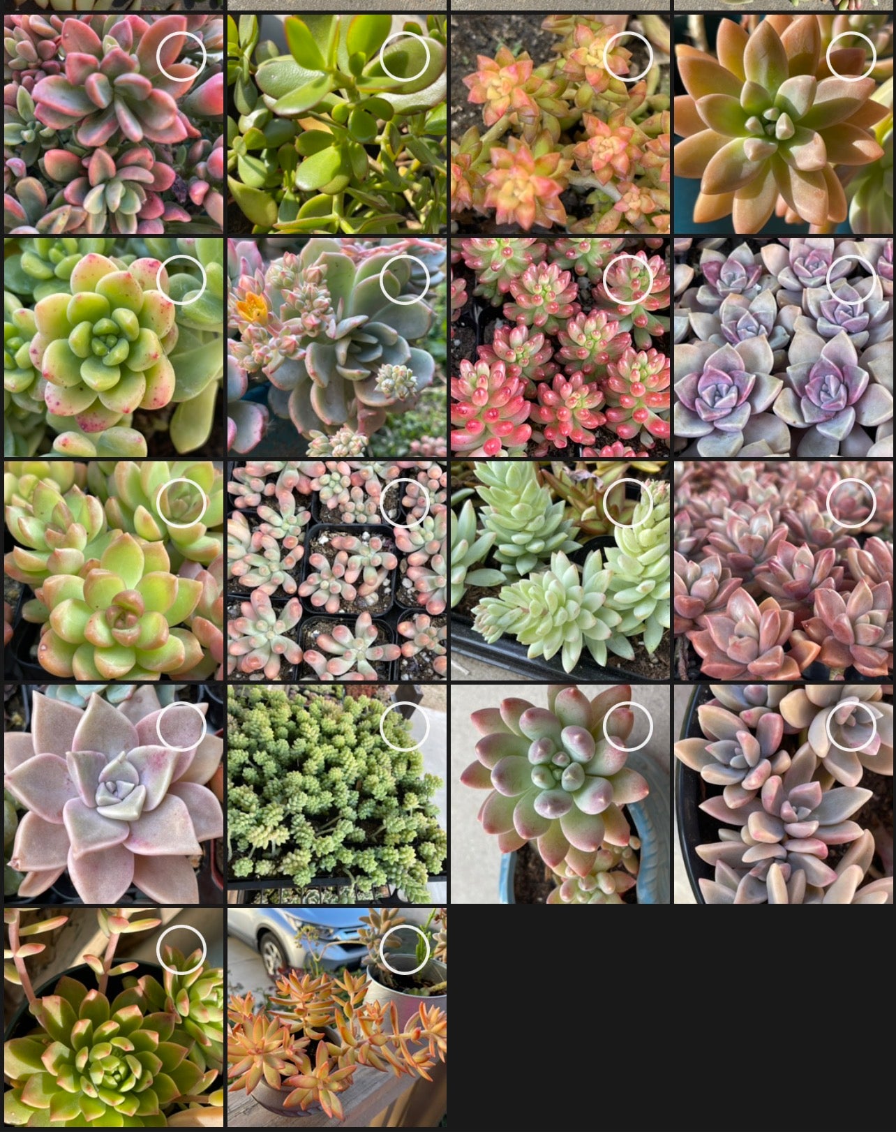 90 Succulent Leaves