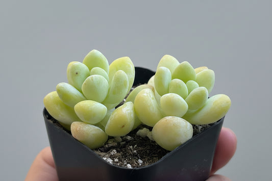 Raul Graptopetalum (Graptopetalum 'Raul') live succulent plant