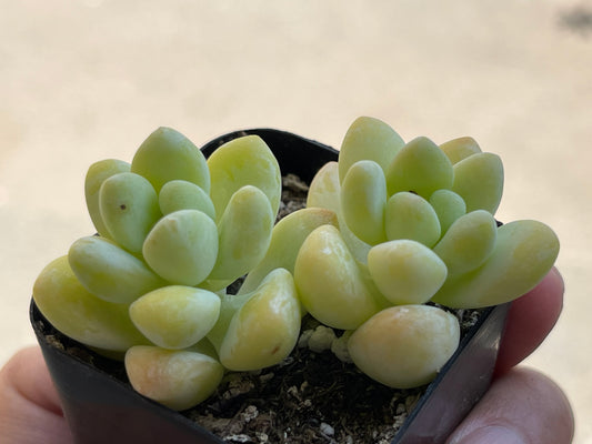 Graptopetalum raul-SEAH