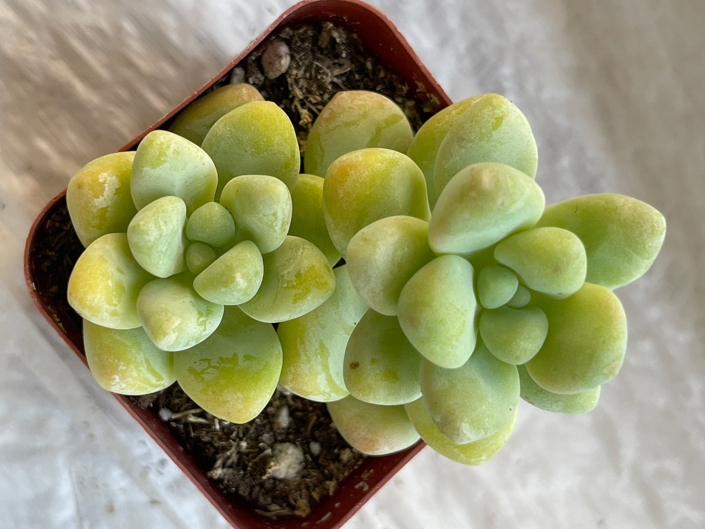 Graptopetalum raul-SEAH