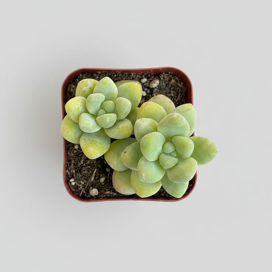 Raul Graptopetalum (Graptopetalum 'Raul') live succulent plant