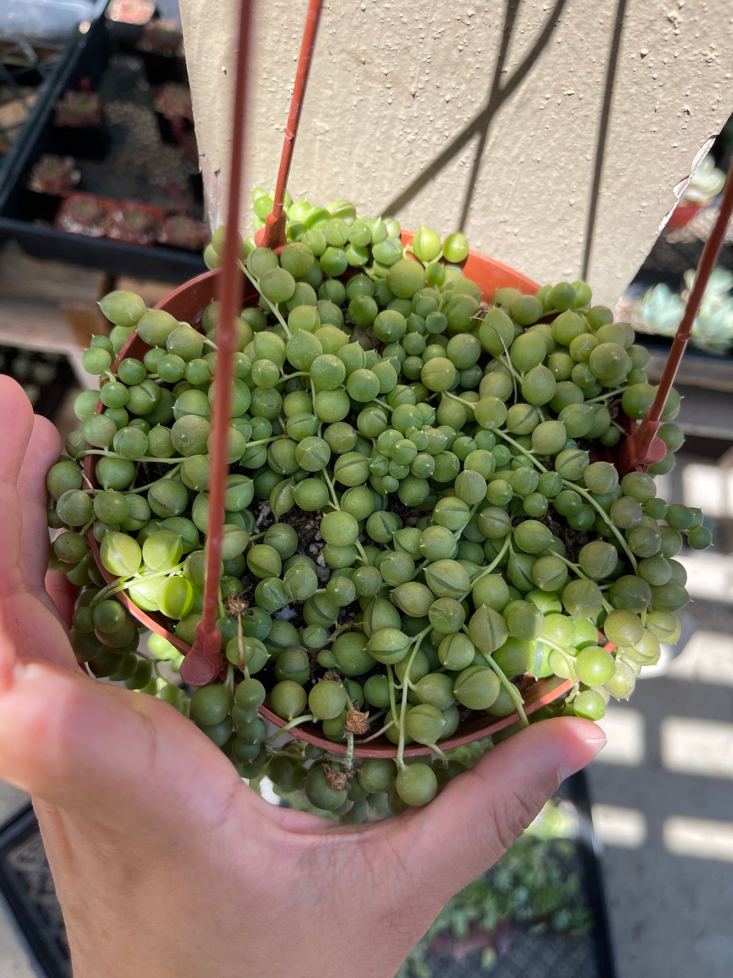 Senecio rowleyanus - String of Pearls-SEAH