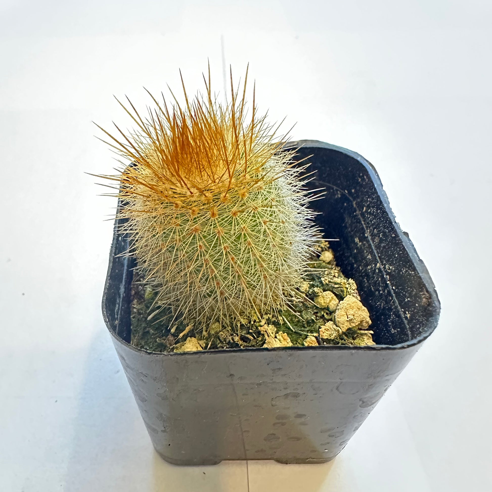 6-set cactus-SEAH