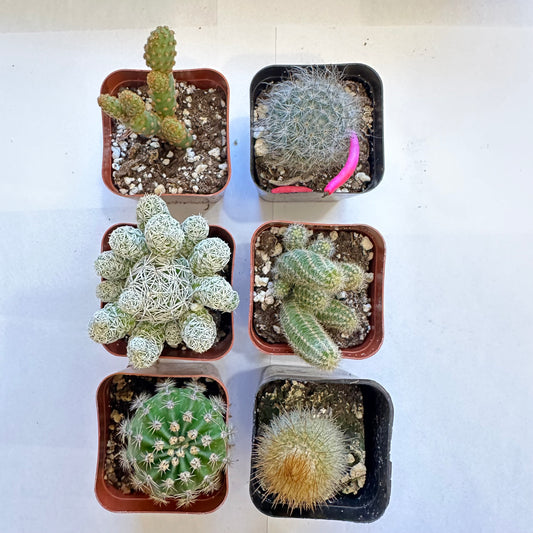 6-set cactus-SEAH
