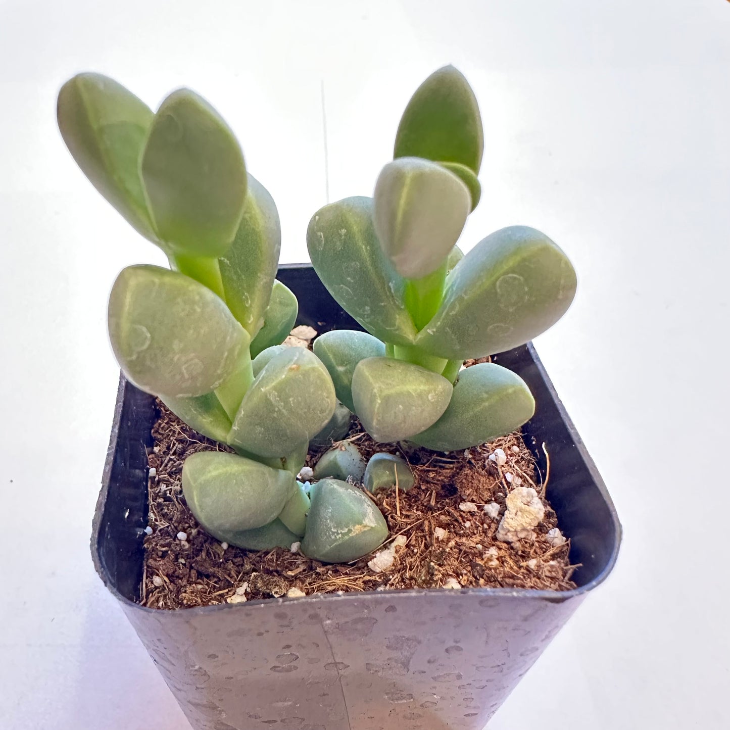 Succulents-Sets-12