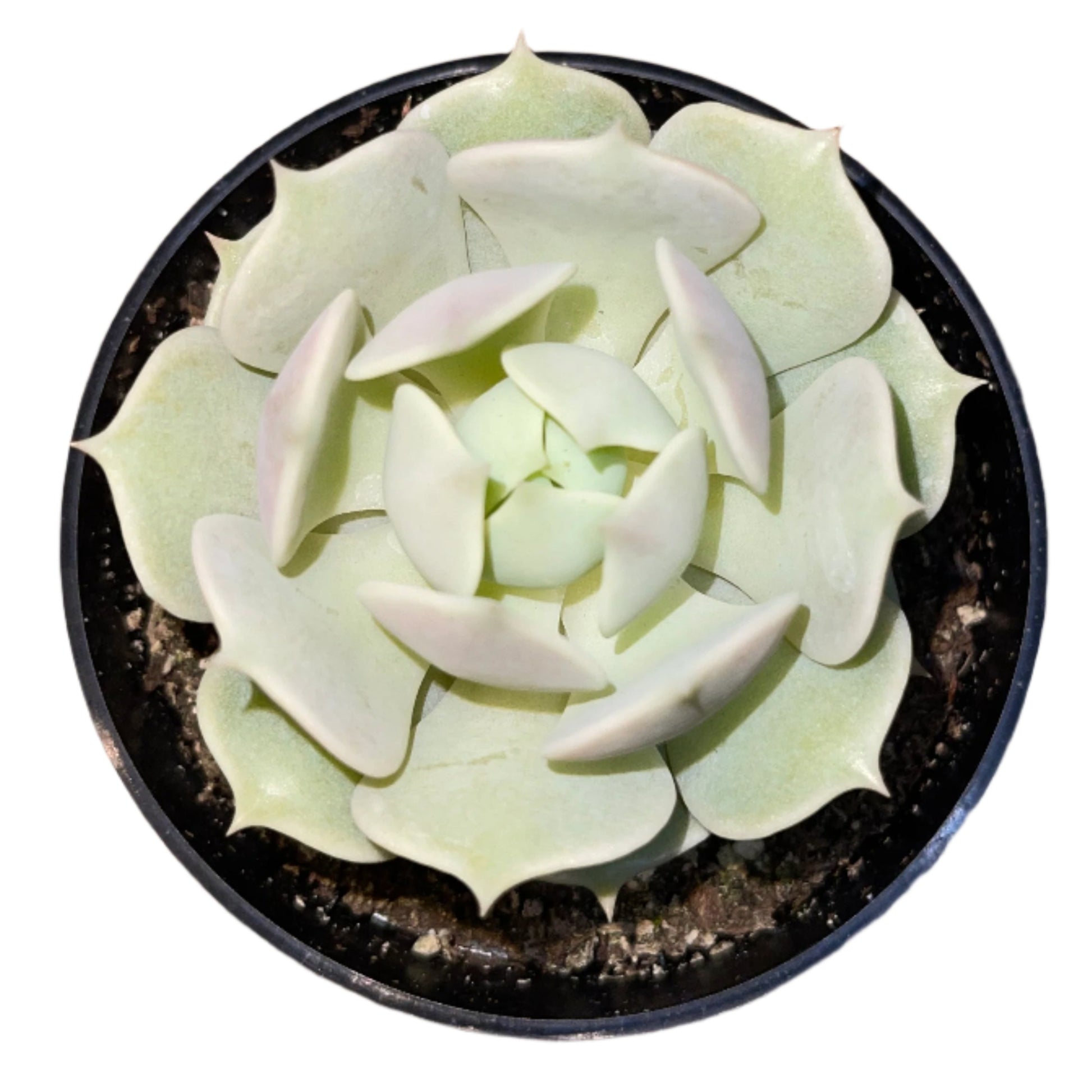 Echeveria - Lola-SEAH