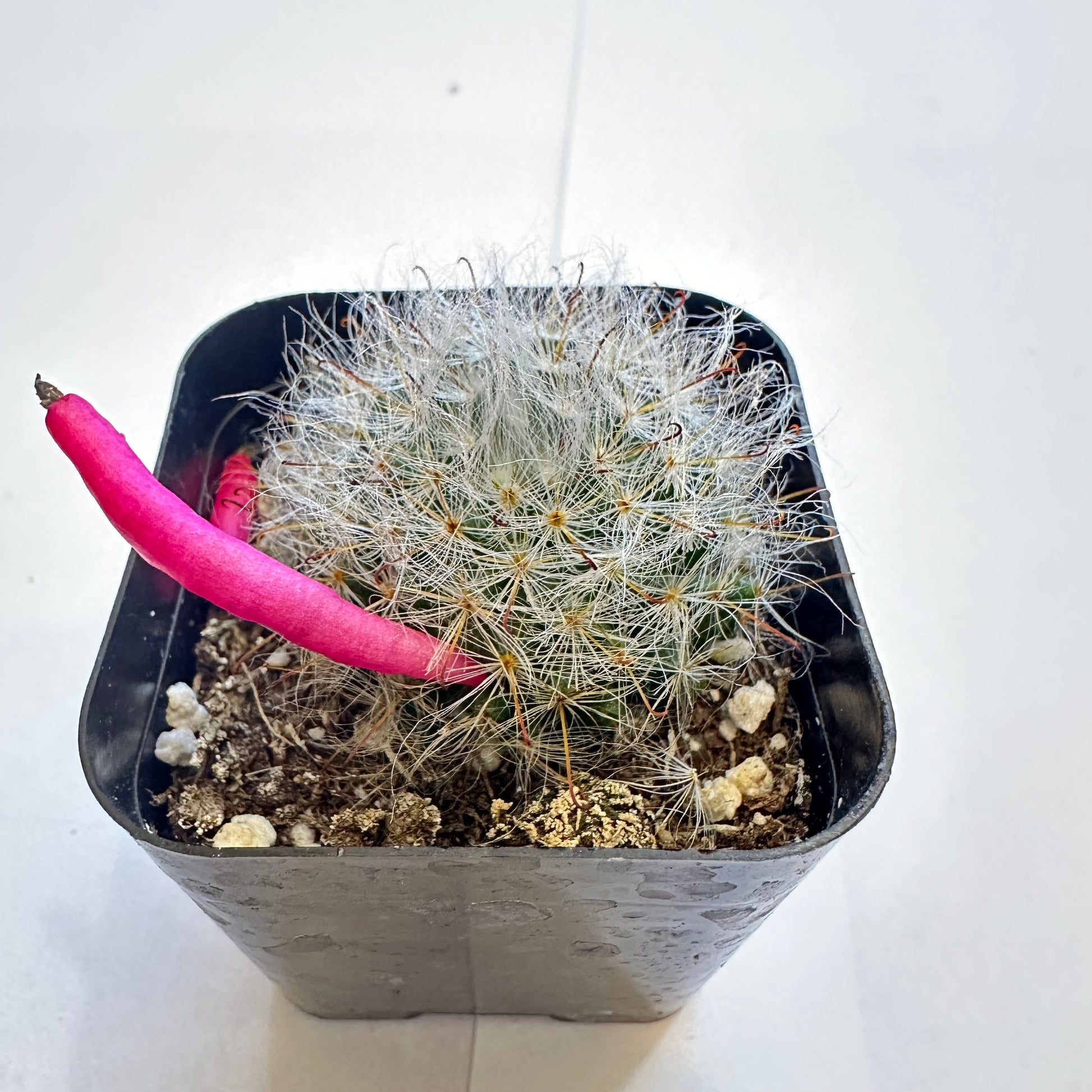 6-set cactus-SEAH