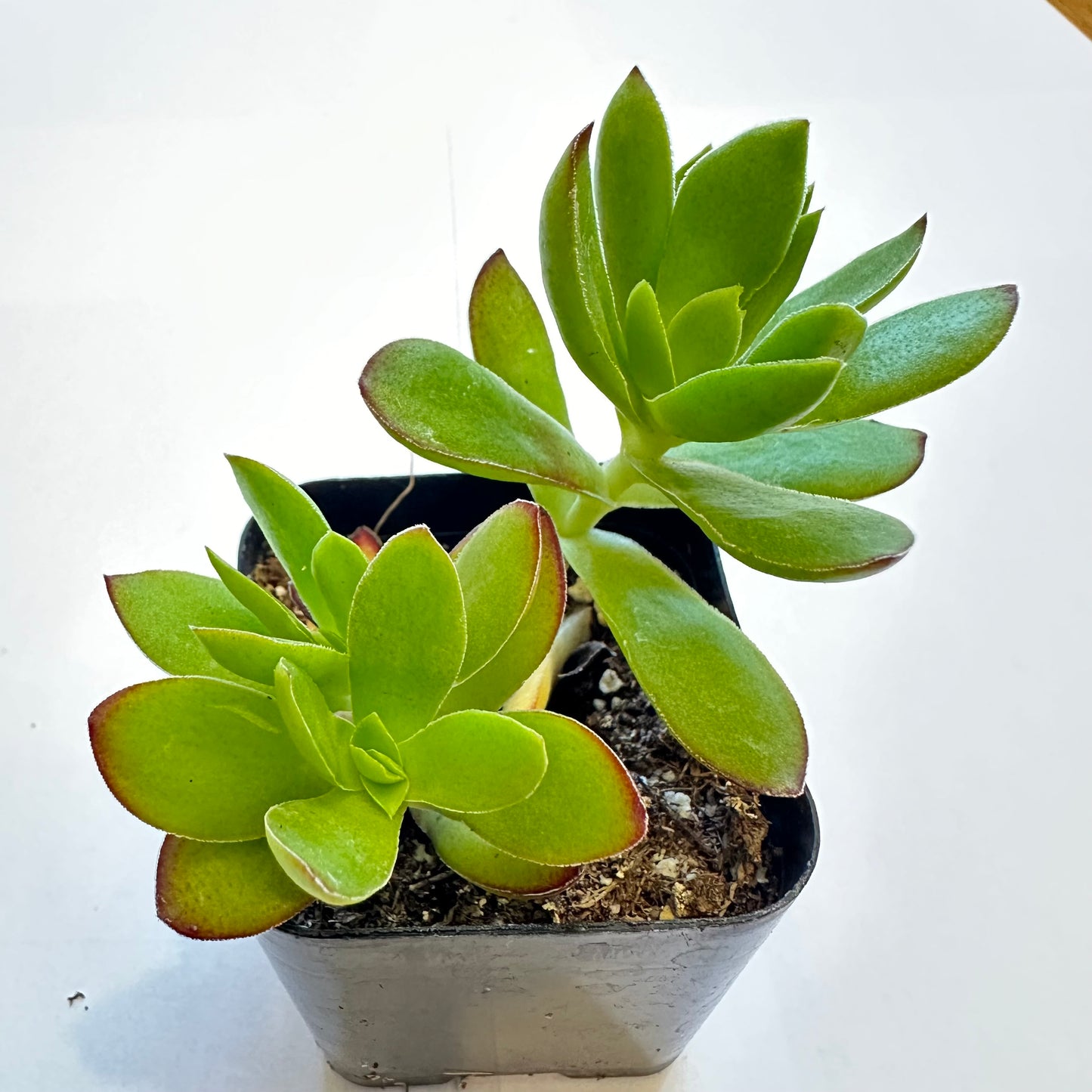 Succulents-Sets-12