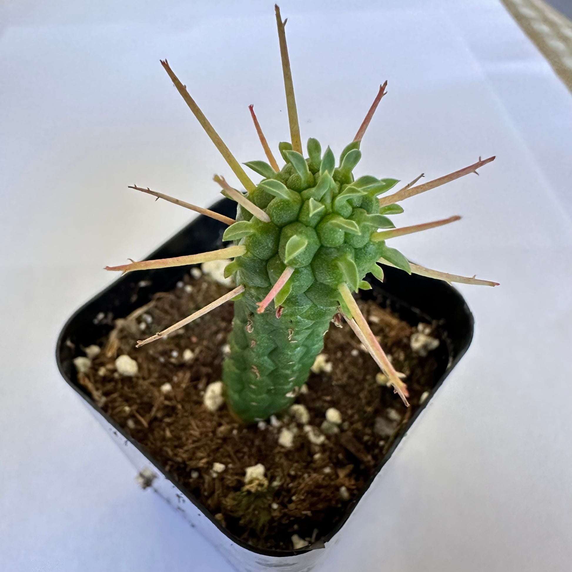 Euphorbia mammillaris corn cob-SEAH