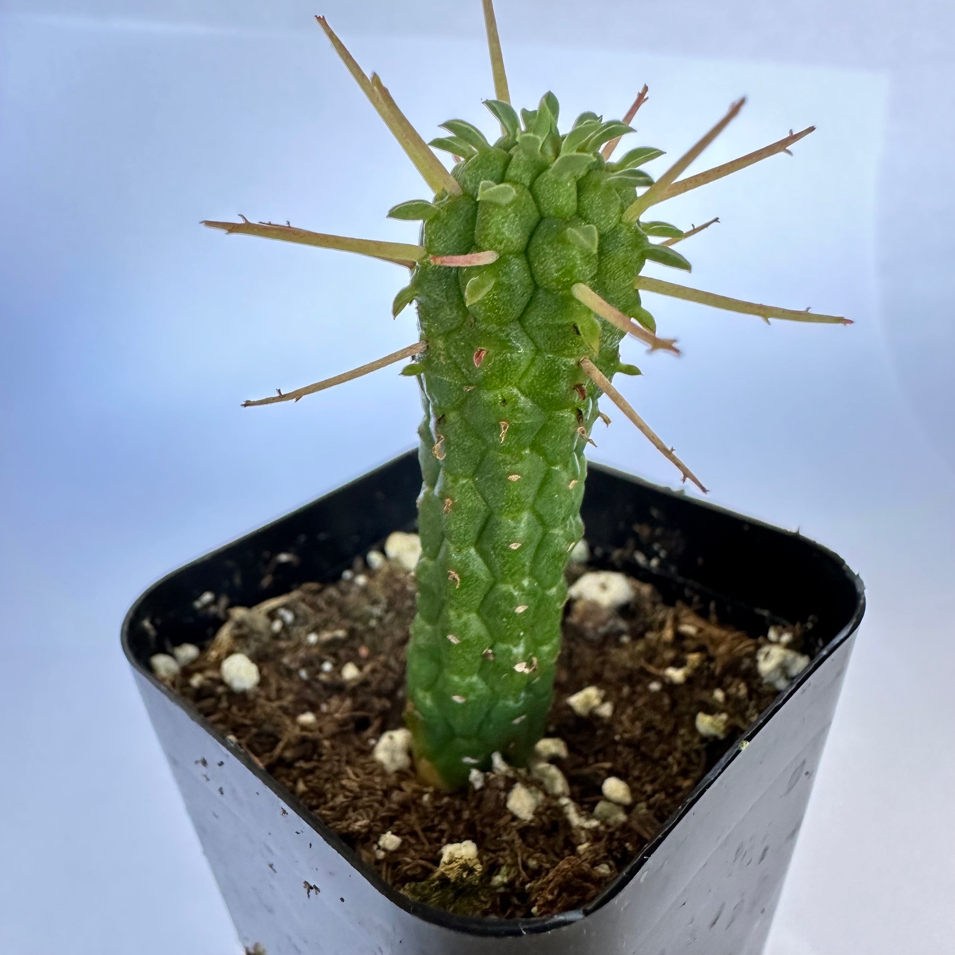 Euphorbia mammillaris corn cob-SEAH