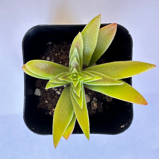 Red Pagoda Crassula (Crassula capitella) live succulent plant
