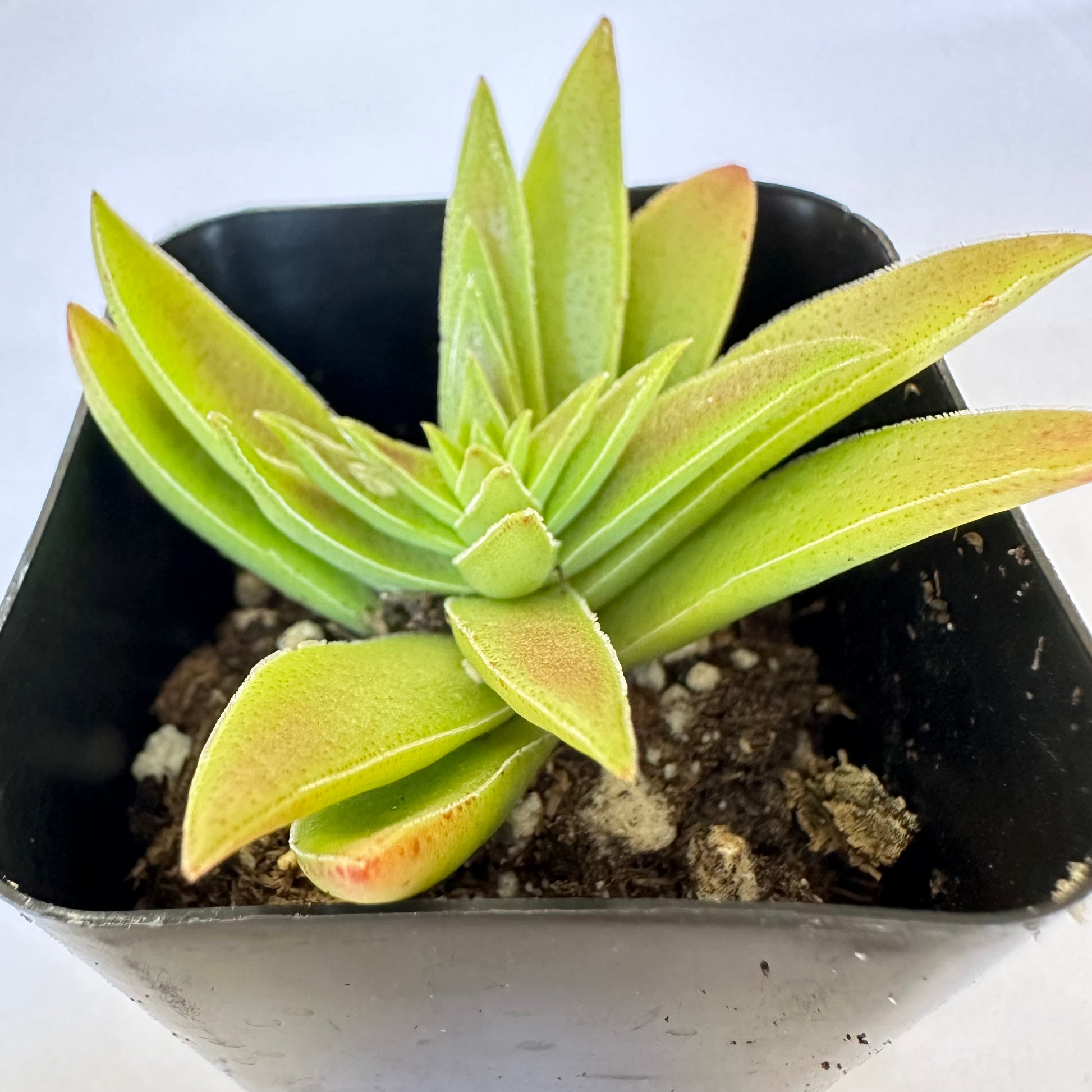 Crassula Capitella - Red Pagoda-SEAH
