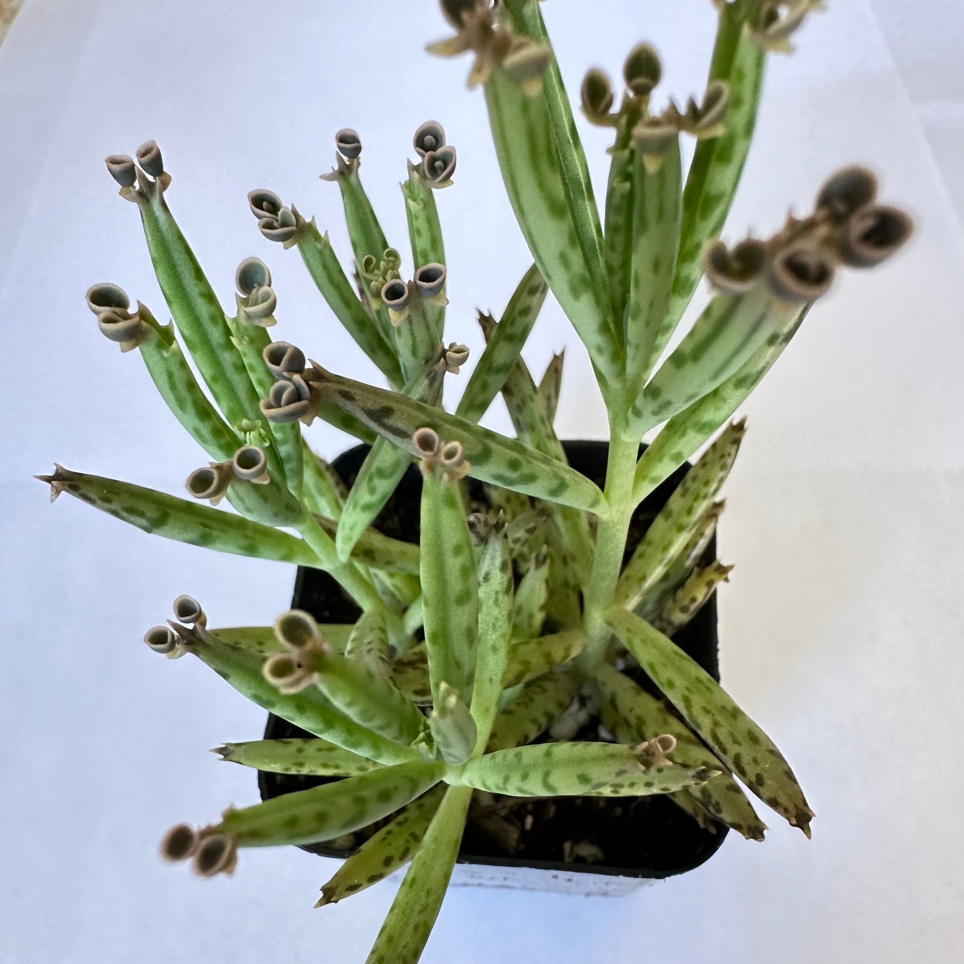 Kalanchoe delagoensis - Mother of Millions-SEAH