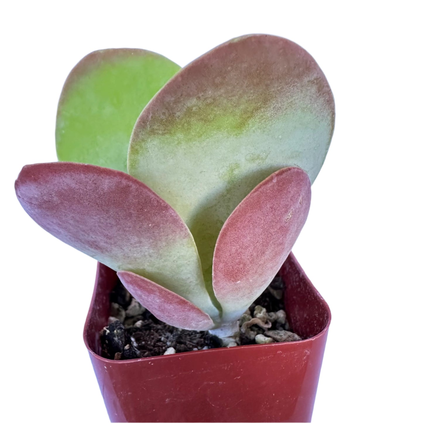 Kalanchoe Flapjacks - Paddle Plant-SEAH