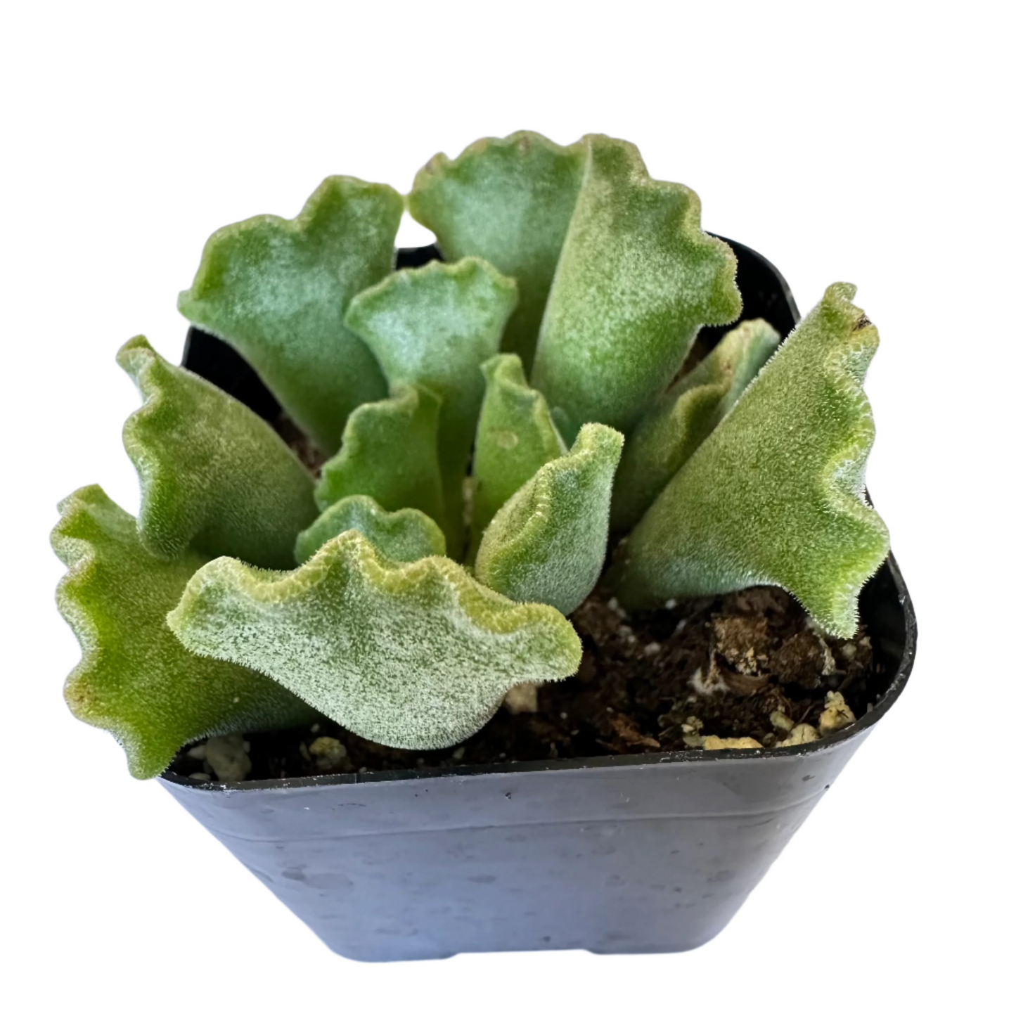 Adromischus cristatus - Crinkle Leaf Plant-SEAH