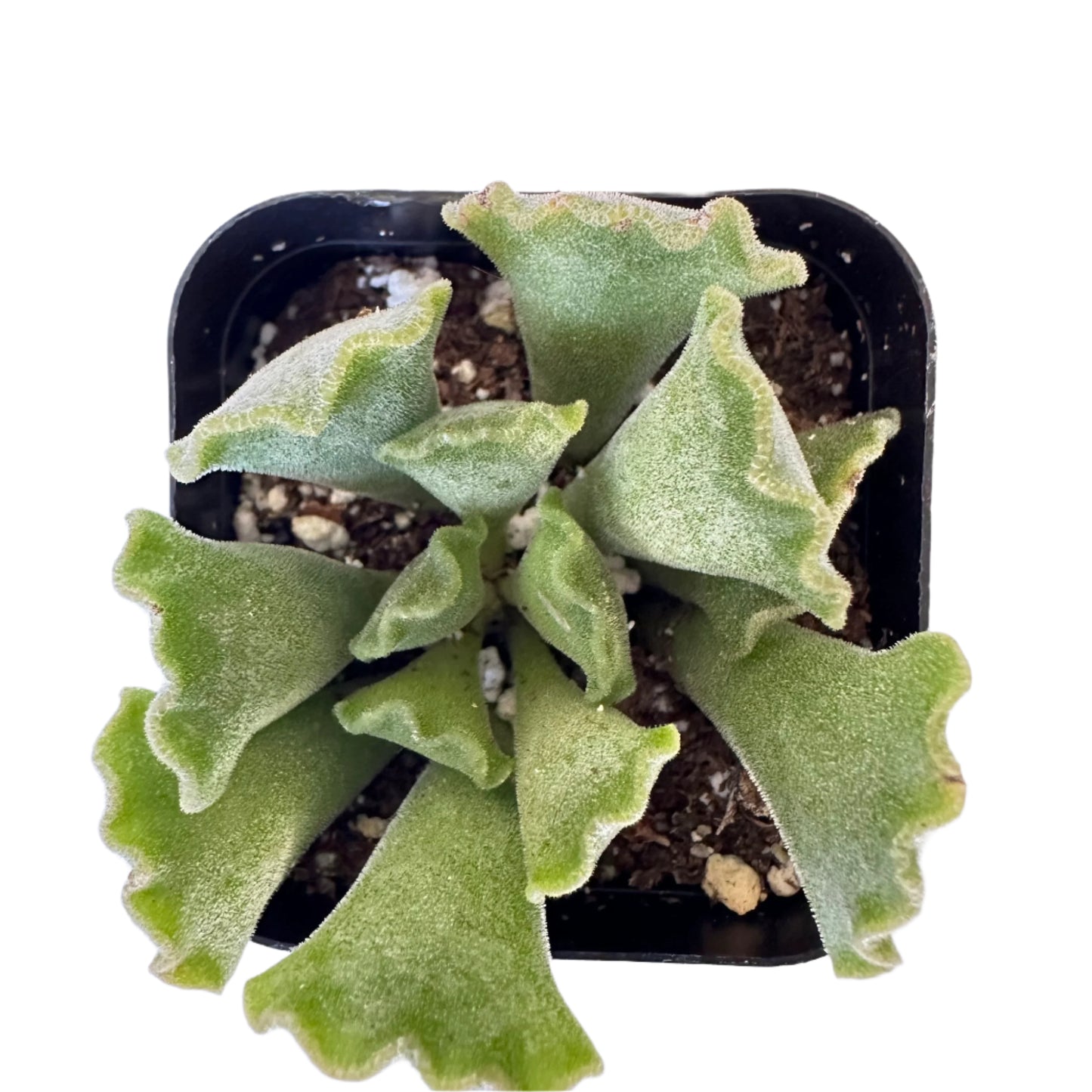 Adromischus cristatus - Crinkle Leaf Plant-SEAH