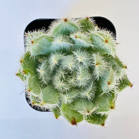 Echeveria setosa var. minor-SEAH